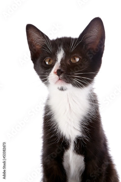 Fototapeta Portrait of a black and white kitten on a white background.