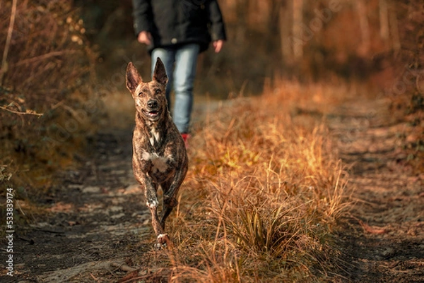Obraz Paseo con perro, por sendero en otoño