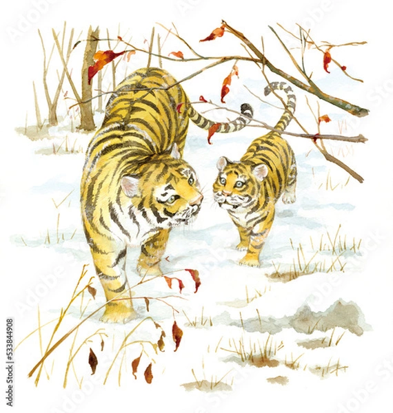 Fototapeta A tiger mom and her cub in snow-covered woods 