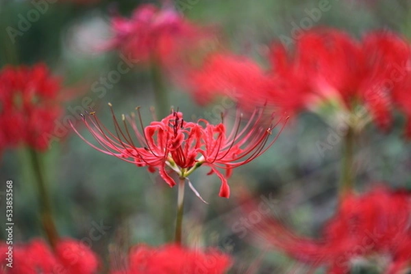 Fototapeta ヒガンバナ