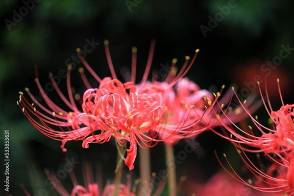 Obraz ヒガンバナ