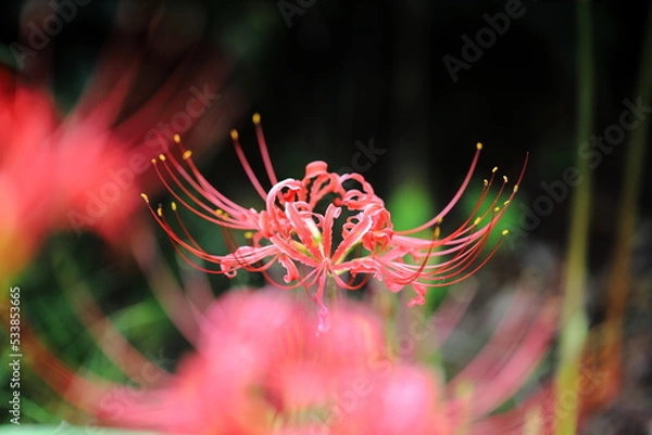 Obraz ヒガンバナ