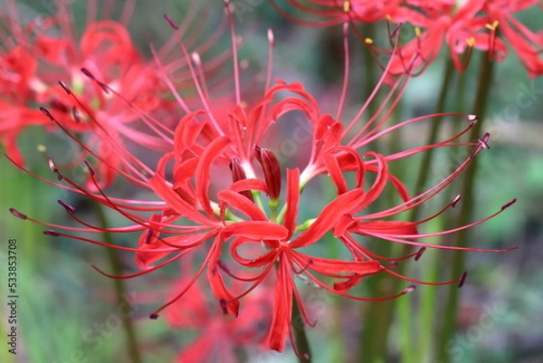 Obraz ヒガンバナ