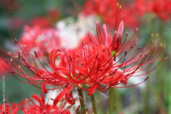 Obraz ヒガンバナ