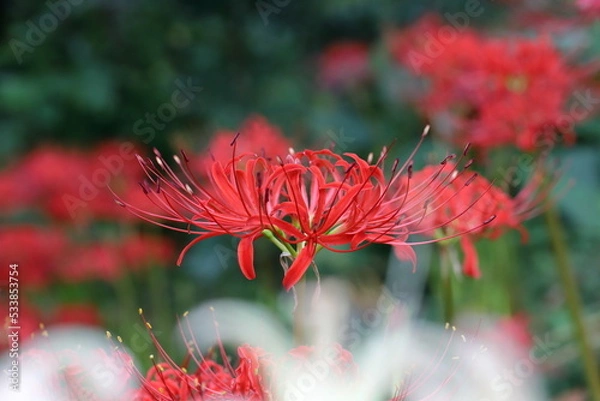 Fototapeta ヒガンバナ