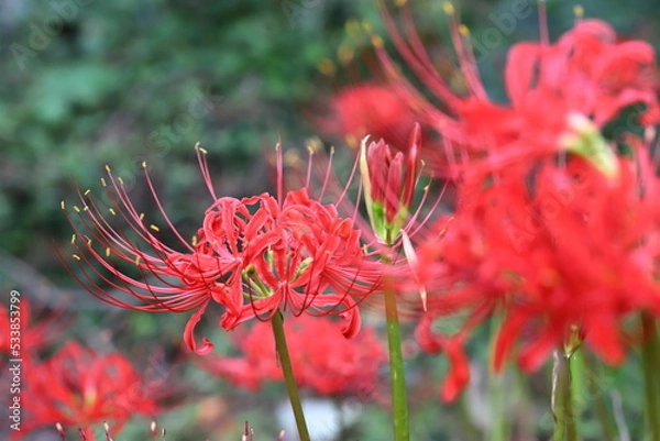 Obraz ヒガンバナ