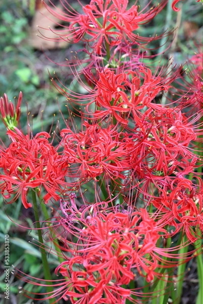 Obraz ヒガンバナ