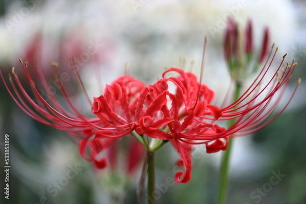 Obraz ヒガンバナ