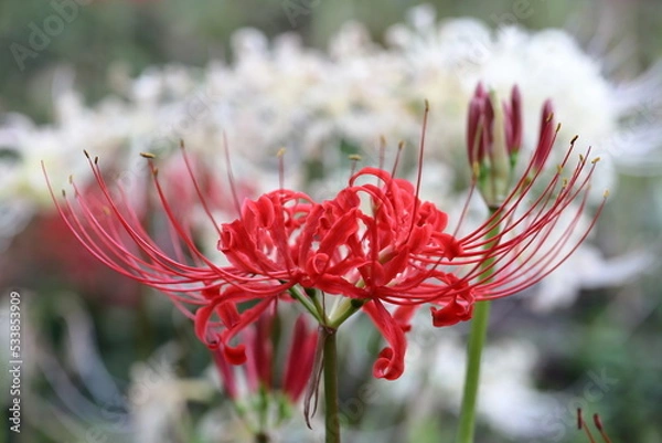 Fototapeta ヒガンバナ