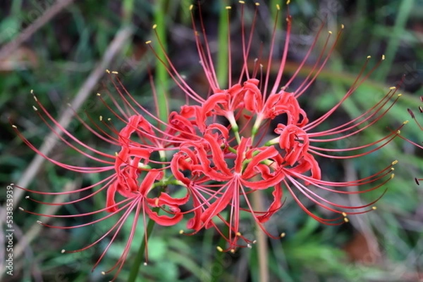 Obraz ヒガンバナ