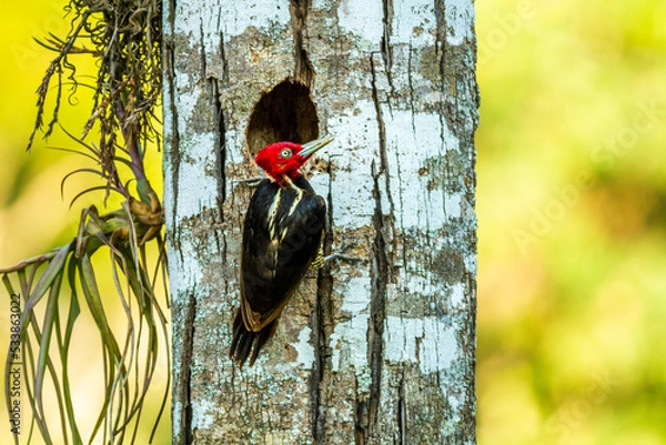 Obraz Woodpecker in tree
