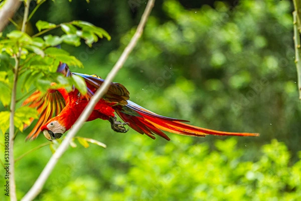 Obraz Macaw Blue, Red and Yellow