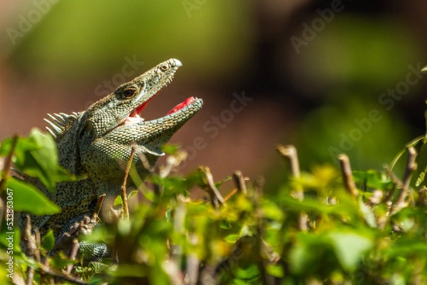 Obraz Garrobo on a tree
