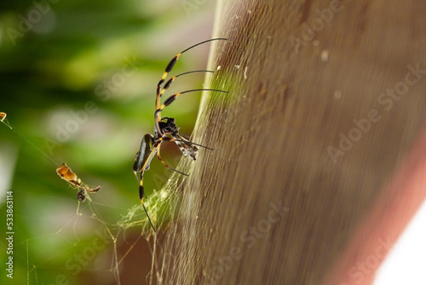 Obraz Golden Orb Weaver Spider