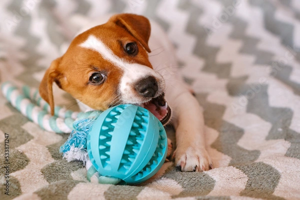 Fototapeta Little Jack Russell Terrier puppy playing with toy