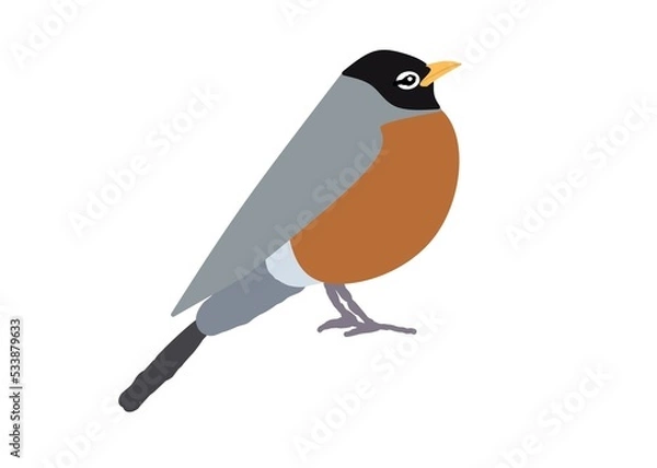 Obraz robin bird on a branch