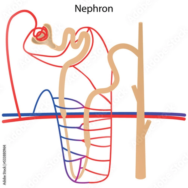 Obraz The structure of a nephron without pointers. Vector illustration
