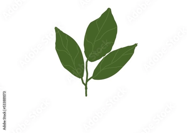 Obraz green leaf isolated on white background