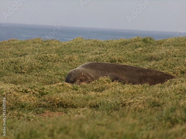 Fototapeta Seal sleeping on grass