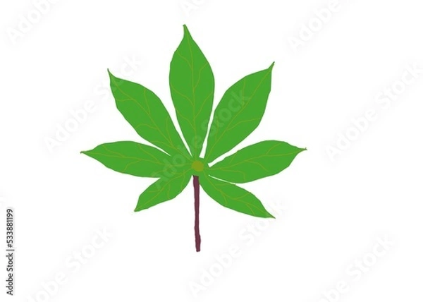 Obraz green leaf isolated on white background