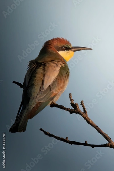 Obraz The bee eater on the branch in sunset light
