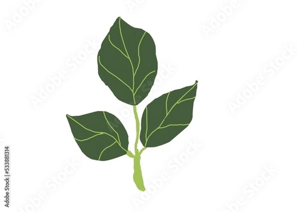 Obraz green leaf isolated on white background