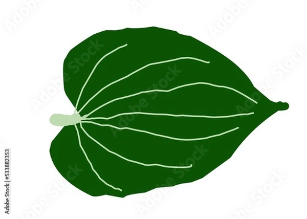 Obraz green leaf isolated on white