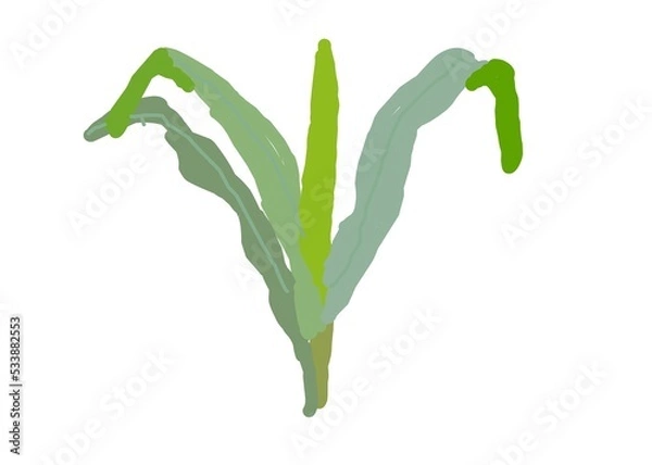 Obraz green onion isolated on white background