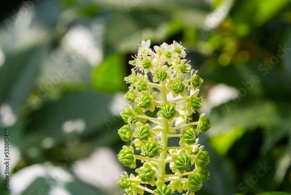 Fototapeta Herbal plants: Indian algae Phytolacca acinosa, which are used locally for pain relief. It has anti-asthma, antifungal, expectorant, antibacterial and laxative properties