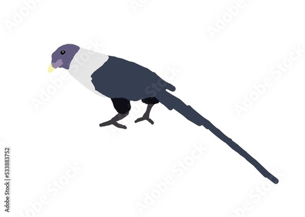 Obraz bird on a branch