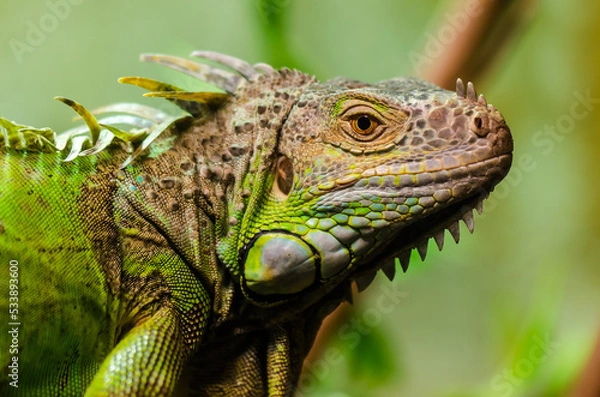 Fototapeta Close up of green iguana in natural habitat