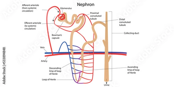Obraz The structure of a nephron with pointers. Vector illustration
