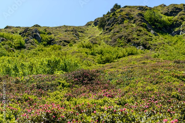 Obraz Flowers in the mountain