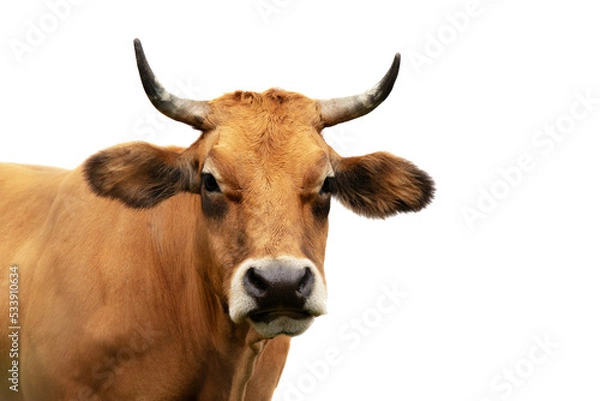 Fototapeta portrait of a cow looking frontally with transparent background