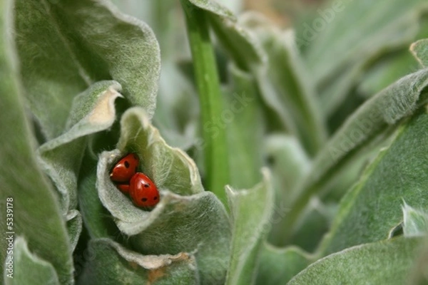 Obraz ladybirds ladybugs hidden in shelter