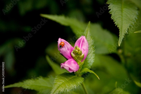 Fototapeta Ladybug On Flower