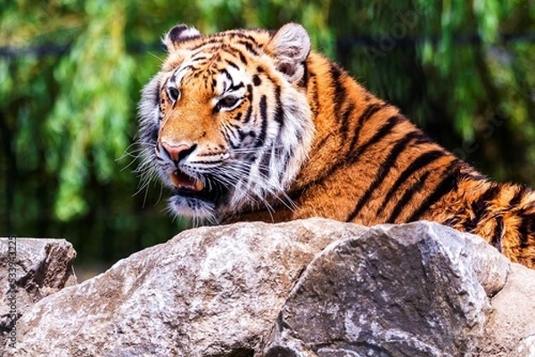 Fototapeta A portrait of an active siberian tiger lying behind a rock looking for some prey. The predator animal is a big cat and has an orange and white fur with black stripes.