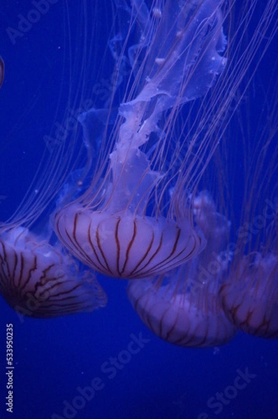Fototapeta valence espagne
