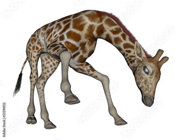 Fototapeta Giraffe head down