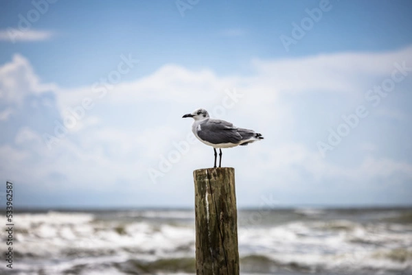 Obraz Seagull on the beach