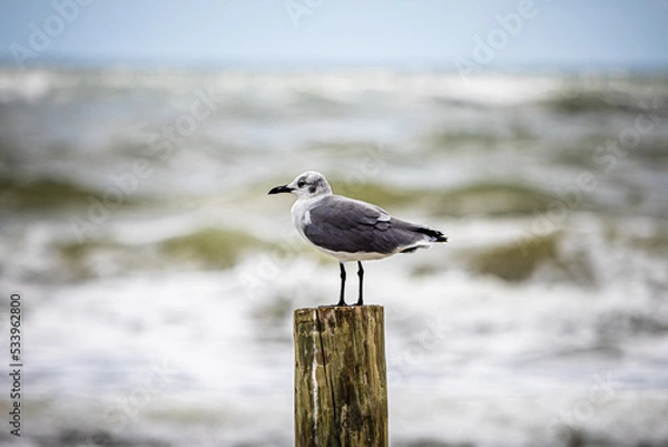 Obraz Seagull on the beach