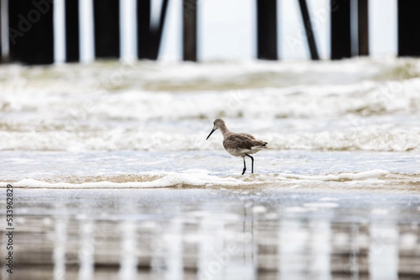 Obraz Sandpiper on the Beach