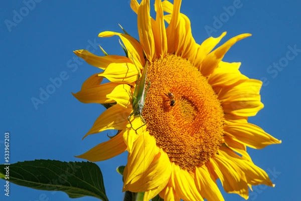 Fototapeta Yellow sunflower in a field against a bright blue sky on a sunny day. Sunflower flower close-up. The sunflower is blooming. A large green locust sits on a blooming sunflower