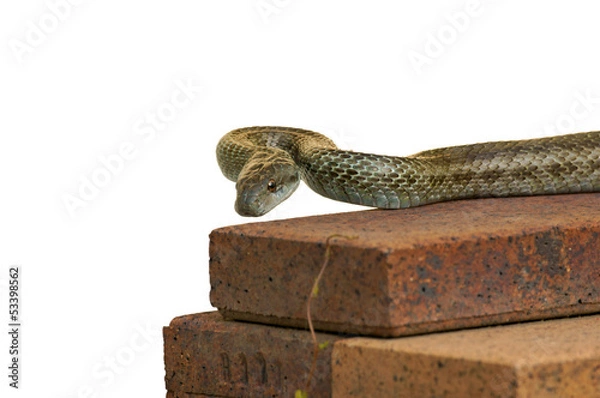 Obraz アオダイショウ