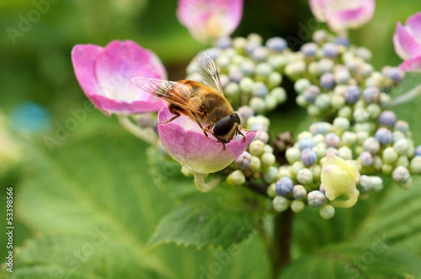 Obraz ハナアブとアジサイ