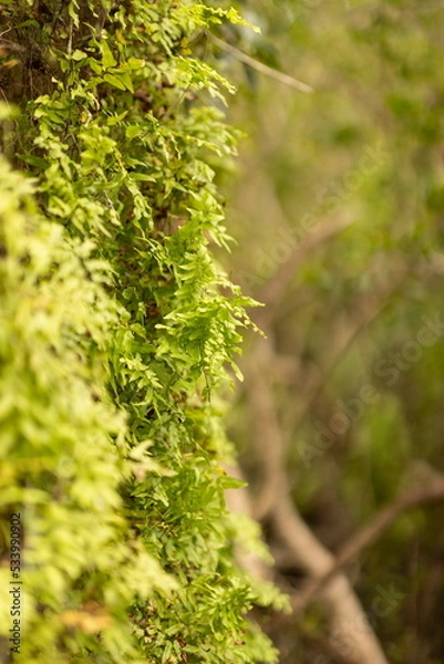 Obraz environment plant