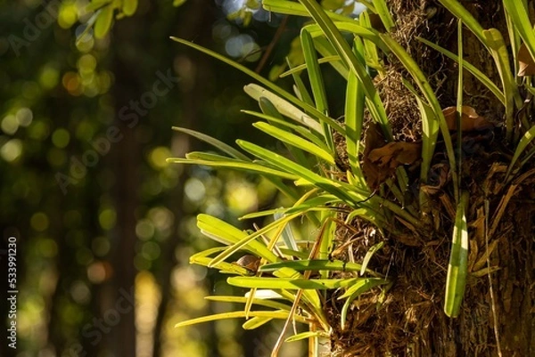 Fototapeta environment plant