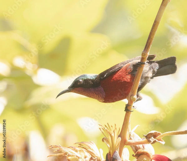 Obraz The flowers pecker bird.