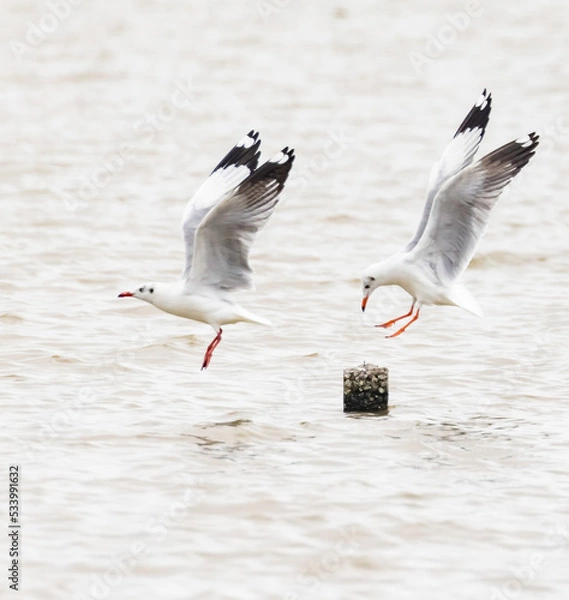 Obraz This is the seagull.