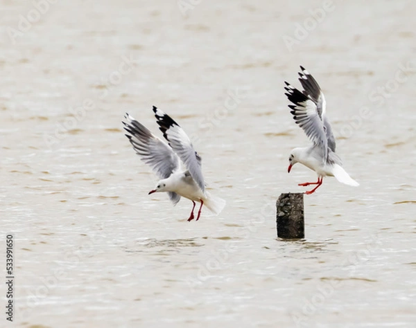 Obraz This is the seagull.